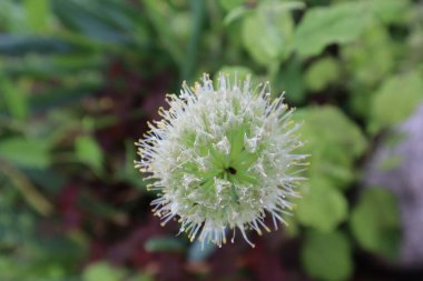 arkaplan fotoğrafı için yeşil bitki örtüsü