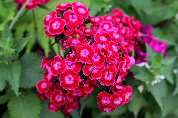 Червоні Білі Квіти Зеленому Фоні — стокове фото