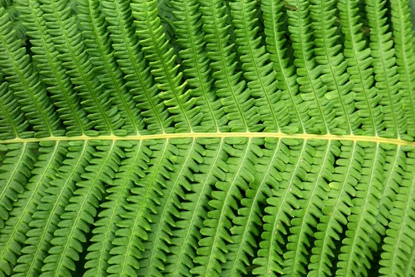 Arkaplan Fotoğrafı Için Yeşil Bitki Örtüsü — Stok fotoğraf