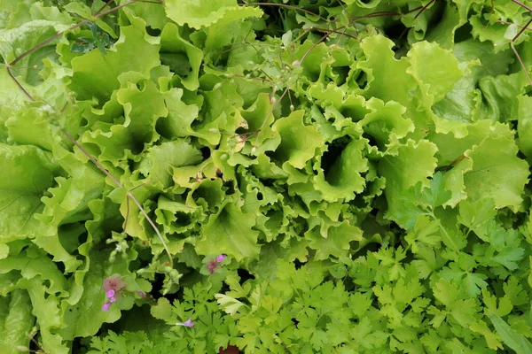 Grön Vegetation För Bakgrundsfoto — Stockfoto