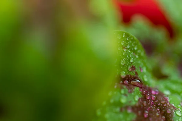 Leaves Home Decorative Nettle Bright Green Burgundy Colors Water Drops — Stock Photo, Image