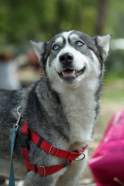 Χάσκι Κοντινό Πορτρέτο Του Κεφαλιού Ενός Σκύλου Της Φυλής Husky — Φωτογραφία Αρχείου