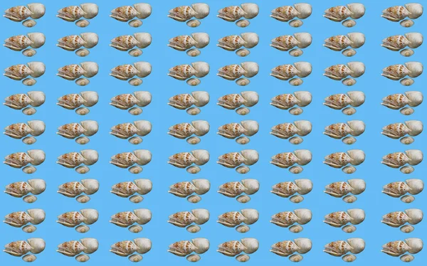 Seamless Pattern Seashells Blue Background — Stock Photo, Image