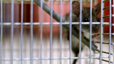 Fare kapanına yakalanmış bir farenin yakın çekimi. Fare kendini fare kapanından kurtarmaya çalışıyor. Sıçanlar..