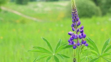 Mor bir çiçek bir çayır büyür ve rüzgarda salıncak.