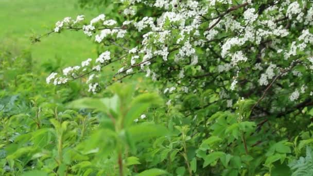 風揺らぐ草や芝生の上開花低木の枝 — ストック動画