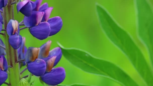 一朵紫色的花朵在草地上生长 在风中摇摆 — 图库视频影像