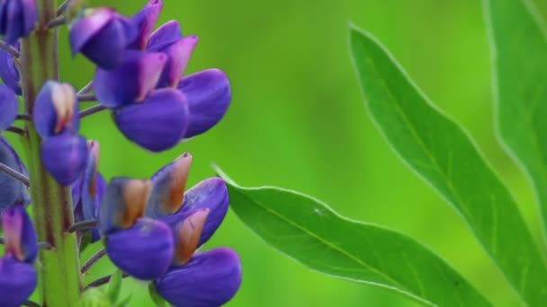 Una Flor Púrpura Crece Prado Balancea Viento — Vídeos de Stock