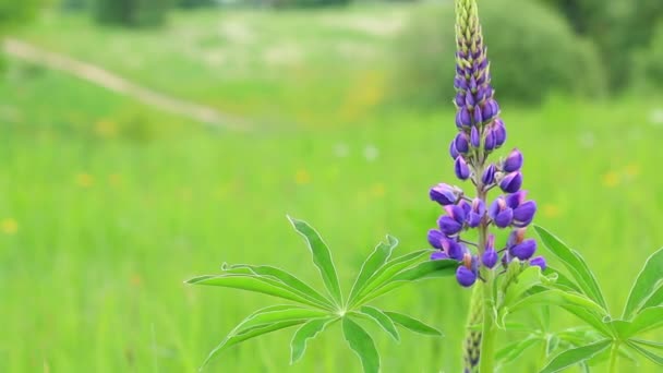 Una Flor Púrpura Crece Prado Balancea Viento Fondo Medio Pradera — Vídeo de stock