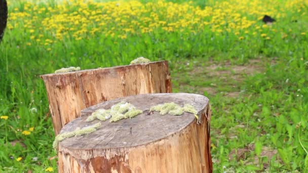 Cubierta Madera Para Sentarse Lugar Para Relajarse Medio Prado Floreciente — Vídeos de Stock