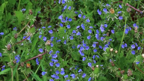 Pequeñas Flores Color Azul Crecen Entre Muchas Plantas Prado Verde — Vídeo de stock