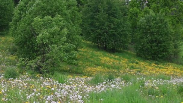 Nadýchané Vybledlé Pampelišky Spolu Kvetoucí Žluté Louce Houpat Větru — Stock video