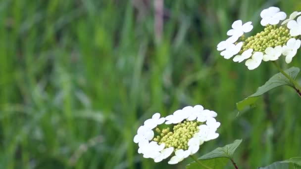 Квіти Білого Кольору Ширяють Вітрі Тлі Соковитої Зеленої Трави — стокове відео