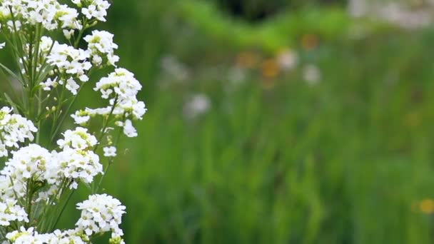 Blüten Weißer Farbe Wiegen Sich Wind Vor Dem Hintergrund Eines — Stockvideo