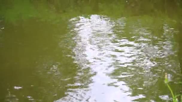 Água Corrente Rio Pesquisa Realizada Partir Superfície Água Para Margem — Vídeo de Stock