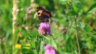 Kelebek çayırda yonca nektar toplar. Çiçekler ve çim sıcak yaz rüzgarda sway.