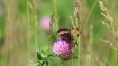 Kelebek çayırda yonca nektar toplar. Çiçekler ve çim sıcak yaz rüzgarda sway.