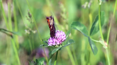 Kelebek çayırda yonca nektar toplar ve uçar. Çiçekler ve çim sıcak yaz rüzgarda sway.
