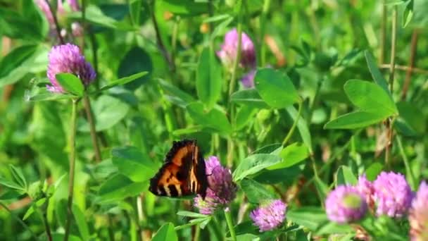 蝴蝶从草甸的三叶草的花朵上收集花蜜 花儿和小草在温暖的夏日风中摇摆 — 图库视频影像