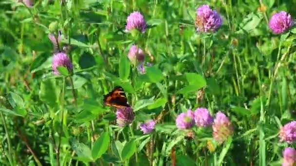 Papillon Recueille Nectar Des Fleurs Trèfle Dans Prairie Fleurs Herbe — Video