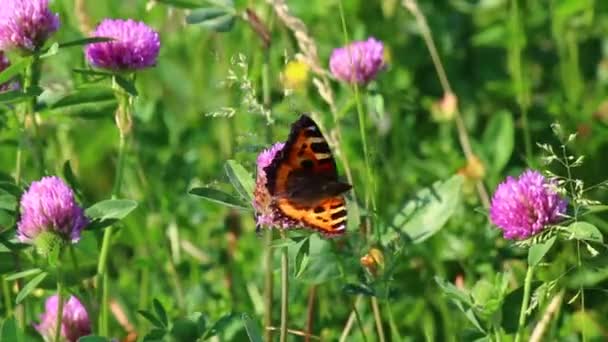 Mariposa Recoge Néctar Las Flores Del Trébol Prado Flores Hierba — Vídeo de stock