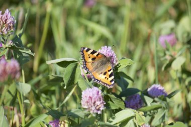 Kelebek çayırda yonca nektar toplar. Çiçekler ve çim sıcak yaz rüzgarda sway.