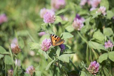 Kelebek çayırda yonca nektar toplar. Çiçekler ve çim sıcak yaz rüzgarda sway.
