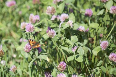 Kelebek çayırda yonca nektar toplar. Çiçekler ve çim sıcak yaz rüzgarda sway.