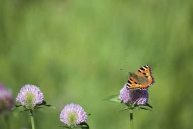 Kelebek çayırda yonca nektar toplar. Çiçekler ve çim sıcak yaz rüzgarda sway.