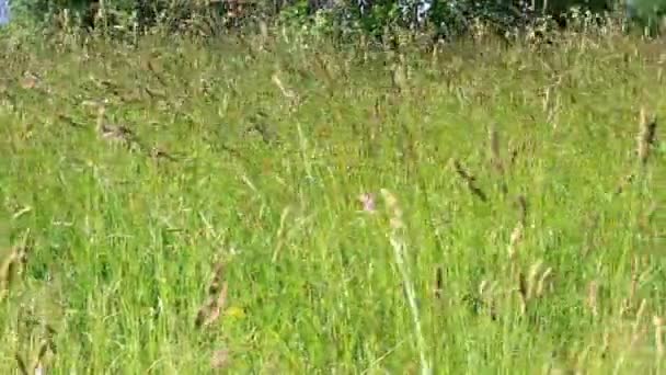 Una Silla Picnic Encuentra Prado Inundado Luz Hierbas Flores Balancean — Vídeos de Stock