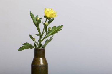 Çekim kol yüksek kalibreli makineli tüfek ve sarı kasımpatı çiçeği. Barış kurulması.