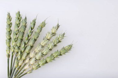 Spike tahıl beyaz arka plan üzerinde. Bir paket içinde monte.