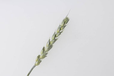 Spike Mısır gevreği beyaz bir arka plan üzerinde.