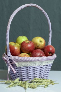 Elma sonbahar hasat. Bir hasır asma sepetten elma. Yakındaki spikelets tahıl. Gri bir arka plan üzerinde.