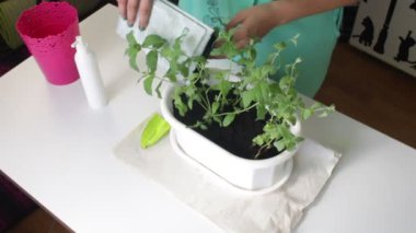 Kız nane nakli. bir çiçek pot diğerine. Yeni toprak plastik çantasından tencereye ekler..