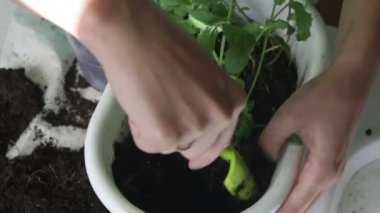 Kız bir çiçek pot nane diğerine nakli. Toprak bir plastik spatula kullanarak ile çalışır