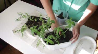 Kız bir çiçek pot nane diğerine nakli. Toprak bir plastik spatula kullanarak ile çalışır