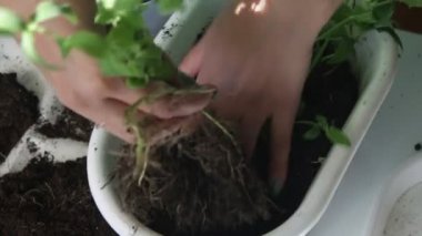 Kız bir çiçek pot nane diğerine nakli. Toprak bir plastik spatula kullanarak çalışır. Bitki yeni bir tencereye yerde
