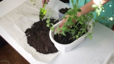 Kız bir çiçek pot nane diğerine nakli. Toprak bir plastik spatula kullanarak çalışır. Dozaj bitki tencerede için.