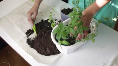 Kız bir çiçek pot nane diğerine nakli. Toprak bir plastik spatula kullanarak çalışır. Dozaj bitki tencerede için.