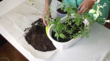 Kız bir çiçek pot nane diğerine nakli. Toprak bir plastik spatula kullanarak çalışır. Dozaj bitki tencerede için.