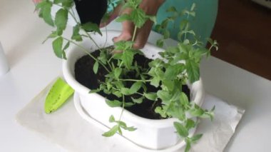 Kız bir çiçek pot bir plastik torba içine toprak dökülen