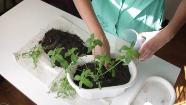 女の子は つの植木鉢からミントを移植します プラスチック製のヘラを使用して土取り扱い — ストック動画