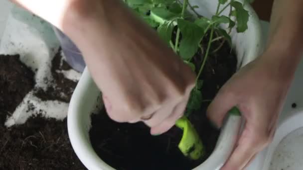 Girl Transplants Mint One Flower Pot Another Works Soil Using — Stock Video
