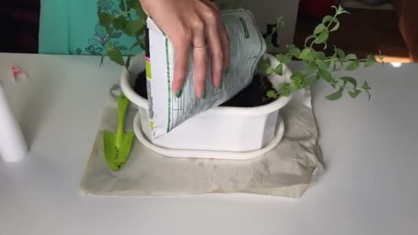 Das Mädchen Verpflanzt Minze Von Einem Blumentopf Den Anderen Fügt — Stockvideo