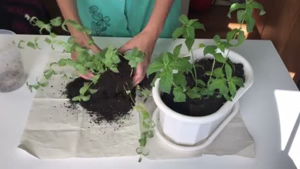 女の子は つの植木鉢からミントを移植します 根系の土の塊を分離します タイムラプス — ストック動画