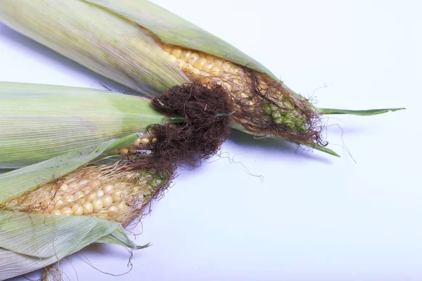 New Crop Corn Cobs Lie White Background — Stock Photo, Image