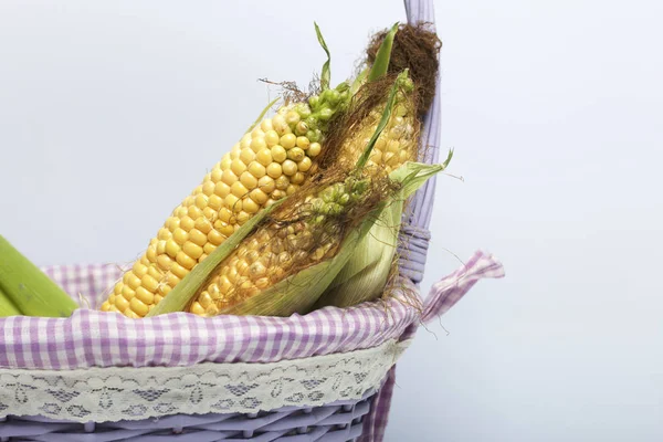 New Crop Corn Cobs Lie Wicker Basket White Background — Stock Photo, Image