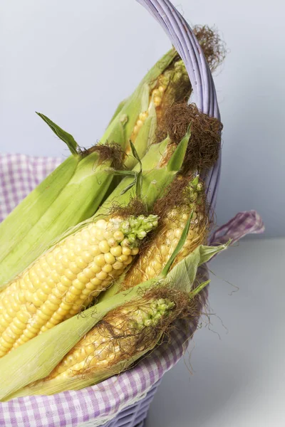 New Crop Corn Cobs Lie Wicker Basket White Background — Stock Photo, Image