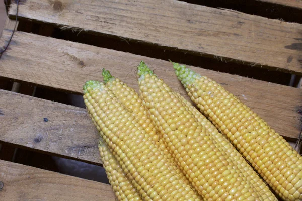 New Crop Corn Cobs Lie Wooden Box — Stock Photo, Image